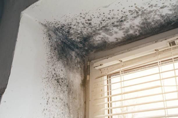 Affordable Commercial Mold Remediation solutions in Linden, NC
